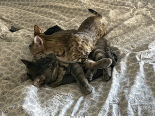 my cats Devin and Max