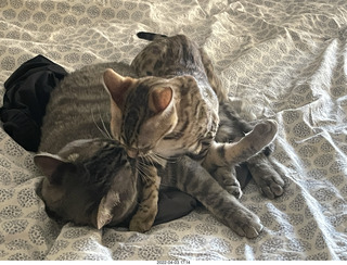 cat Pickle