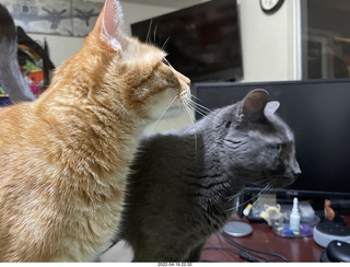 cats Max and Devin