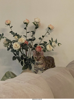 cat Pickle