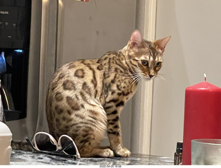 cat Pickle