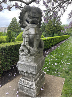 466 a1f. Longwood Gardens topiary lion