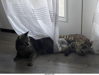 cat Pickle