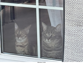 cats Potato and Pickle