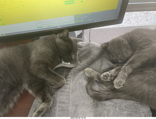 my cats Jane and Miss Pris - snack trick to get them together