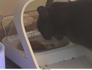 new screening cat feeder