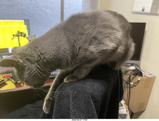 my cat on my office chair