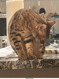 cat Pickle - she's growing up beautiful
