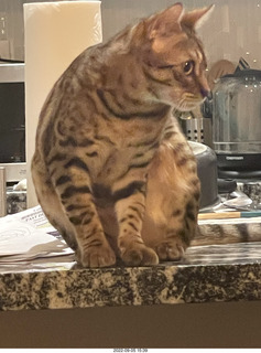 cat Pickle