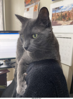 cat Potato hiding under chair at Cat Camp