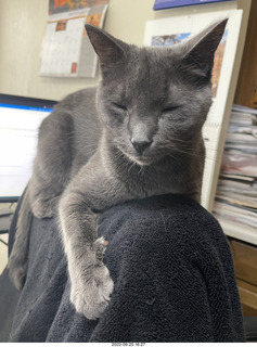 my cat Jane atop my chair