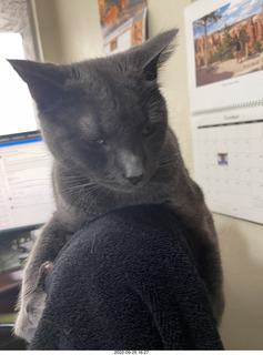 veet hair removal cream