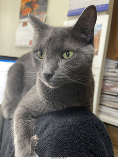 my cat Jane atop my chair