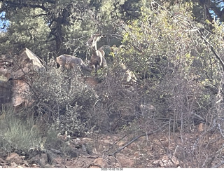Zion National Park - big horn sheep