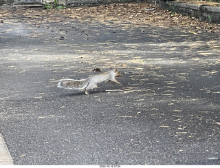 Philadelphia - Elkins Park - squirrel