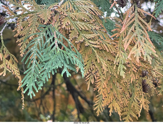 Philadelphia - Elkins Park - garden and leaves