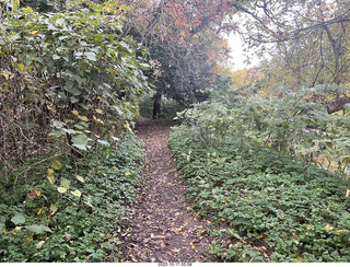 Philadelphia - Elkins Park - moss and ivy