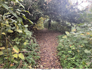 Philadelphia - Elkins Park - my sister's private yard