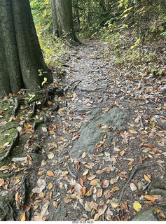 Philadelphia - Melrose Park - Tookany Creek Parkway - lots of tree roots
