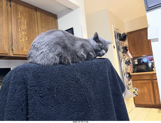 my cat Jane on a chair