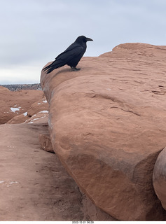 146 a1n. Arches National Park - Delicate Arch area + raven