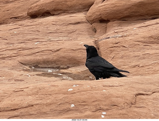 152 a1n. Arches National Park - Delicate Arch area + raven