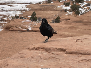 154 a1n. Arches National Park - Delicate Arch area + raven