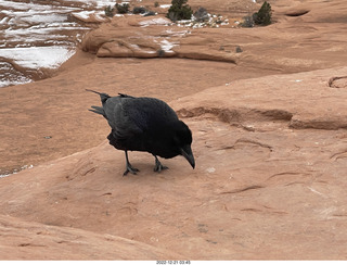 156 a1n. Arches National Park - Delicate Arch area + raven