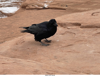 157 a1n. Arches National Park - Delicate Arch area + raven