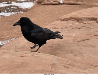 158 a1n. Arches National Park - Delicate Arch area + raven
