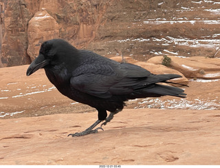 161 a1n. Arches National Park - Delicate Arch area + raven