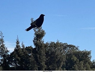 128 a1n. Utah - Canyonlands - raven