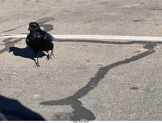 129 a1n. Utah - Canyonlands - raven