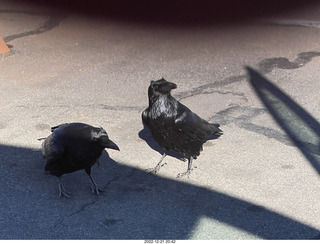 131 a1n. Utah - Canyonlands - ravens