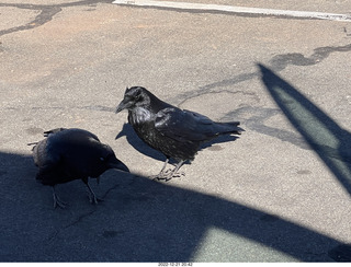 132 a1n. Utah - Canyonlands - ravens