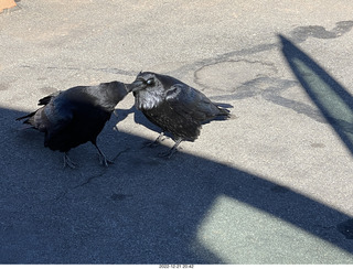 134 a1n. Utah - Canyonlands - ravens