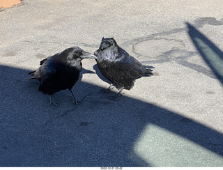 135 a1n. Utah - Canyonlands - ravens