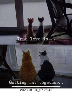 my cats Devin and Jane