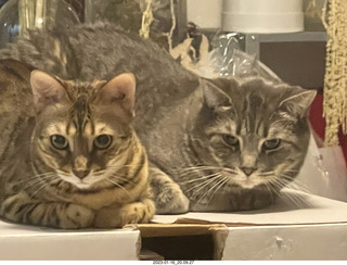 Instagram - cats Potato and Pickle