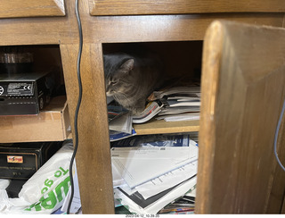 cat Potato hiding in my cabinet