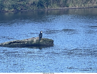 60 a1s. New Zealand - Huka Falls River Cruise - bird