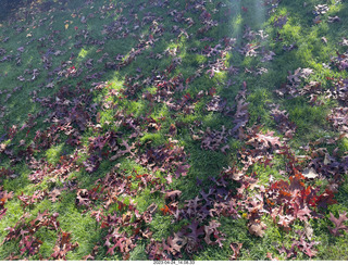 158 a1s. New Zealand - Lava Glass - leaves