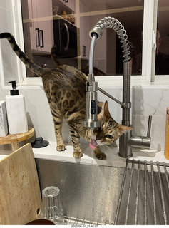 cat Potato in a cabinet with cat Pickle
