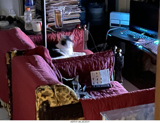 my new cat Scruffles and my cat Devin