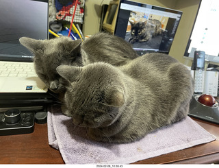 my cats Scruffles and Devin