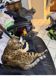 cat food for Potato and Pickle