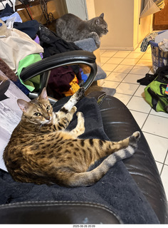 O+A package inside + cats Potato and Pickle