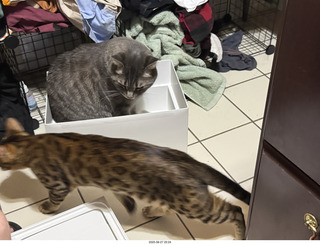 full foodbowls - cats Pickle and Potato