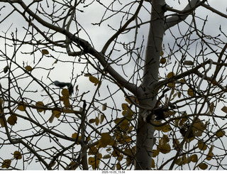 135 a2n. Bryce Canyon National Park blurry bird