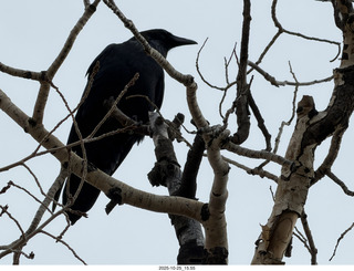 136 a2n. Bryce Canyon National Park raven in a tree